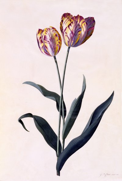 Tulipán, c.1744 de Georg Dionysius Ehret